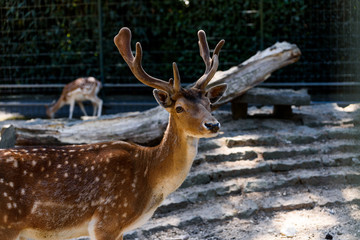 Deer Buck Enclosure