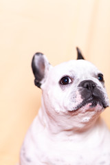 Obraz premium Dog portrait