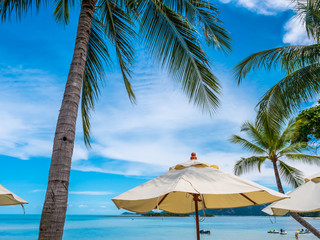 White umbrella with coconut palm tree with sea ocean