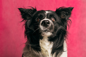 Dog portrait
