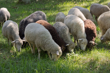 Fototapeta premium Sheeps graze in the forest,rural landscape