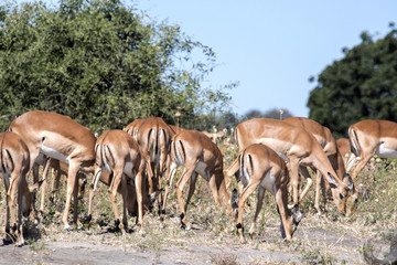 Naklejka na ściany i meble Impala herd, Aepyceros melampus, Chobe National Park, Botswana