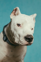 Dog portrait