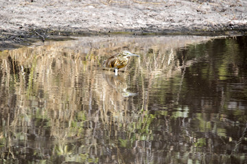 Squacco heron, Ardeola ralloides, looking for food, Chobe National Park, Botswana