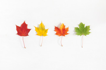 Autumn composition. Pattern made of autumn maple leaves on white background. Flat lay, top view