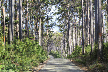Australie Tasmanie Fortecue Bay