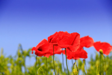 Obraz premium Summer wildflowers and clouds