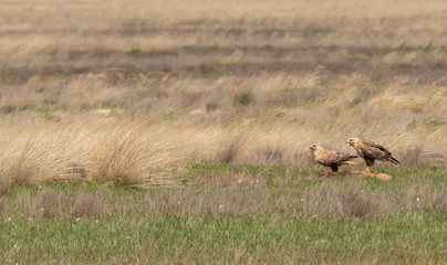 Twain Long-legged buzzard (Buteo rufinus) sits on the ground amidst dry grass