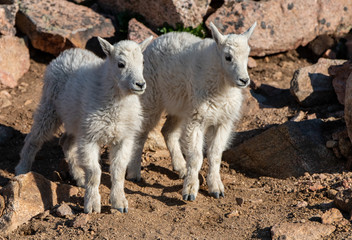 A Baby Mountain Goat Kid in The Rocky Mountains-Colorado