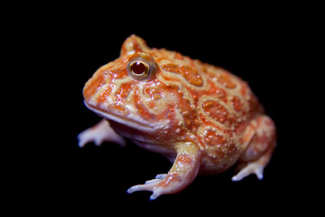 The chachoan horned frog isolated on black