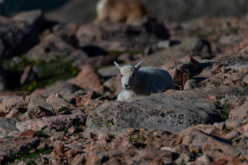 Adorable Baby Mountain Goat Lamb At The Top Of Mount Evans