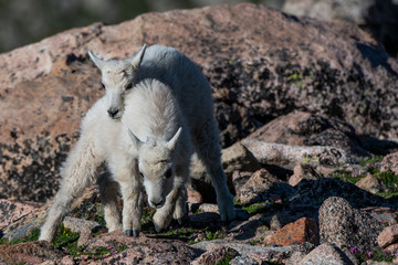 Baby Mountain Goat Kids - Colorado Rocky Mountains