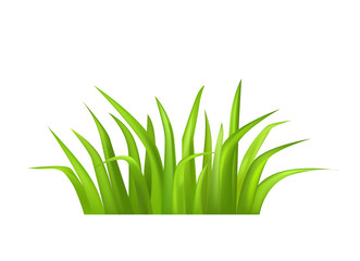 Green Grass Vector Illustration Isolated on White
