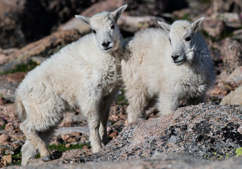 Baby Mountain Goat Kids - Colorado Rocky Mountains
