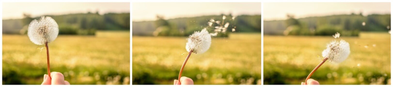 Pusteblumen im Feld Maiblume