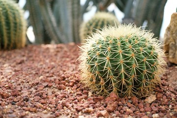 Beautiful succulents and cactus plant in garden.