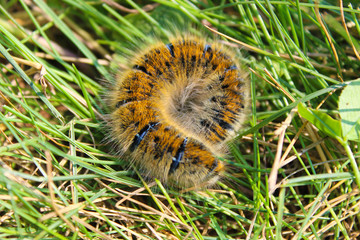 Macrothylacia rubi caterpillar in green grass