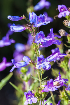 Fototapeta Penstemon heterophyllus 'Heavenly Blue' a blue herbaceous springtime summer flower plant commonly known as beardtongues