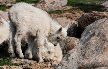 Baby Mountain Goat Kids - Colorado Rocky Mountains