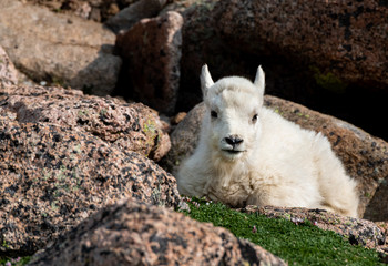 Fototapeta premium An Adorable Baby Mountain Goat Lamb on A Rocky Mountain Top