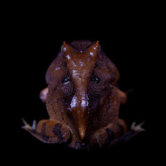 The Amazonian horned froglet isolated on black