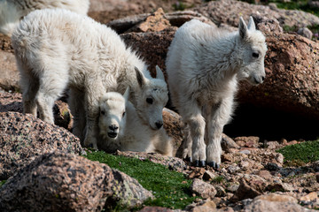 Naklejka na ściany i meble Baby Mountain Goat Kids - Colorado Rocky Mountains