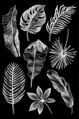 Hand drawn branches and leaves of tropical plants. Illustration on a chalkboard style. White elements on black back. High detailed botanical illustration - 212748061