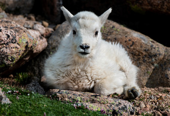 Fototapeta premium An Adorable Baby Mountain Goat Lamb on A Rocky Mountain Top