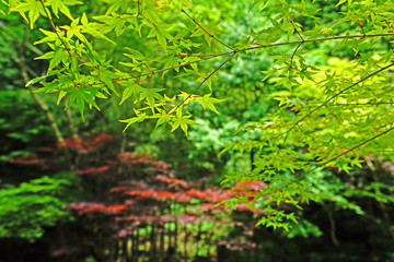Closeup green leaves and tree in Japan garden