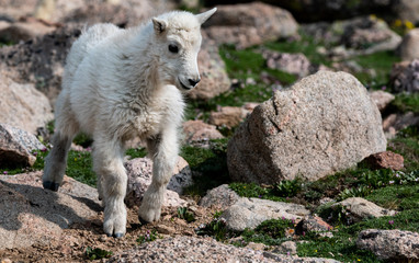 Fototapeta premium An Adorable Baby Mountain Goat Lamb on A Rocky Mountain Top