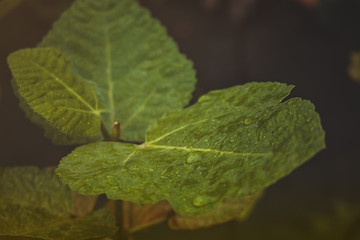 Leaves