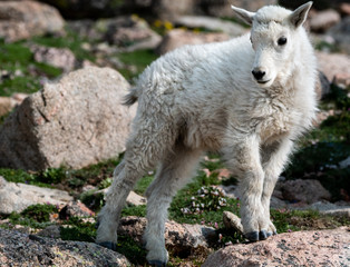 Obraz na płótnie Canvas An Adorable Baby Mountain Goat Lamb on A Rocky Mountain Top