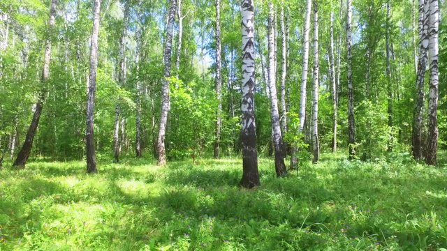 birch and maple in the summer forest. summer landscape birch grove