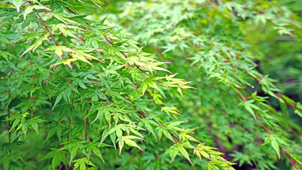 Closeup green leaves, tree in Japan countryside