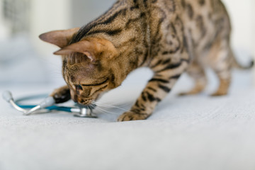 Bengalkatze mit Stetoskop