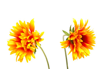 Beautiful daisy flowers isolated on  white background .