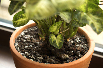 The houseplant Singonium on window.