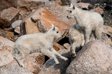 Baby Mountain Goat Kids - Colorado Rocky Mountains
