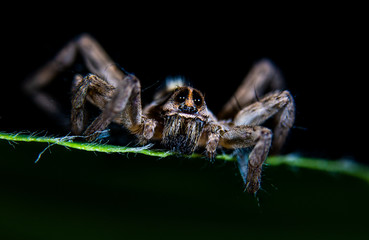 A Beautiful Macro Photo of an Agelenidae Spider