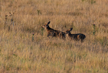 Obraz na płótnie Canvas Mule Deer Fawns Playing in a Field