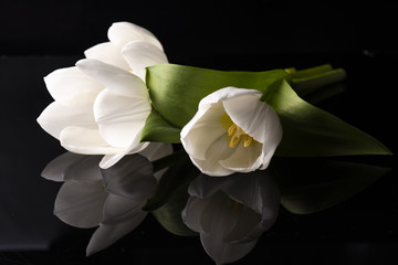 Fototapeta na wymiar White Tulip