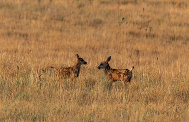 Mule Deer Fawns Playing in a Field