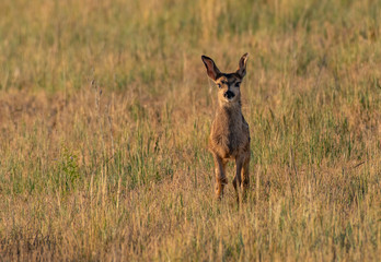 Mule Deer Fawn in a Meadow on a Summer Morning