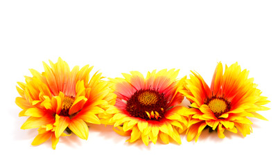 Beautiful daisy flowers isolated on  white background . © allaordatiy