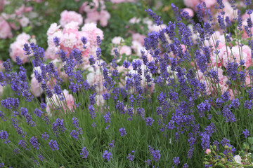 Rosen mit Lavendel im Blumenbeet