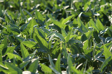 Agriculture, green cultivated soy bean field in late spring or early summer, selective focus