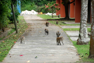 Group of wild long-tail macaques walking through village in Tioman island, Malaysia