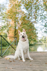 Weißer Schäferhund am See im Herbst