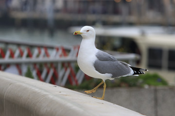 Single seagull steps at Venice embankment close-up