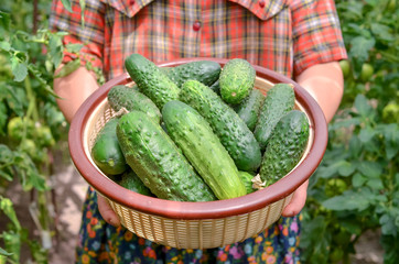 Hands holding basket with fresh harvest of cucumbers from the organic greenhouse. 